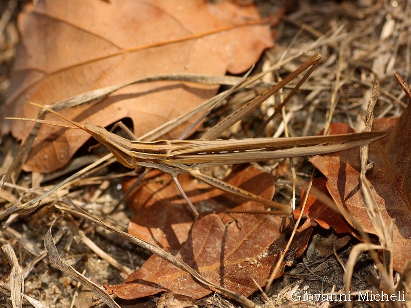 Acrida cinerea?